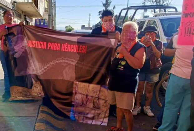 La famosa cadena de pizzerías Alonzo’s Pizzas se disculpa tras la viralización de un video de maltrato animal.