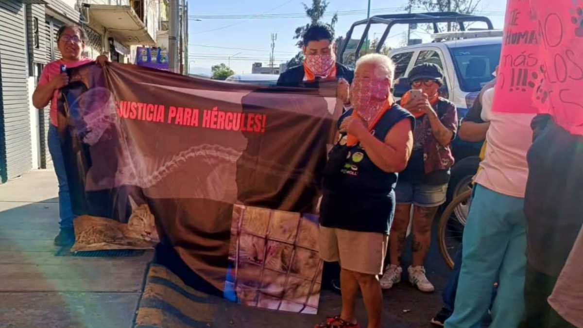 La famosa cadena de pizzerías Alonzo’s Pizzas se disculpa tras la viralización de un video de maltrato animal.