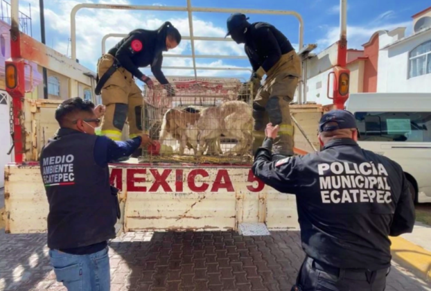 Más de 700 animales fueron rescatados en Ecatepec, mejorando sus condiciones de vida y bienestar.