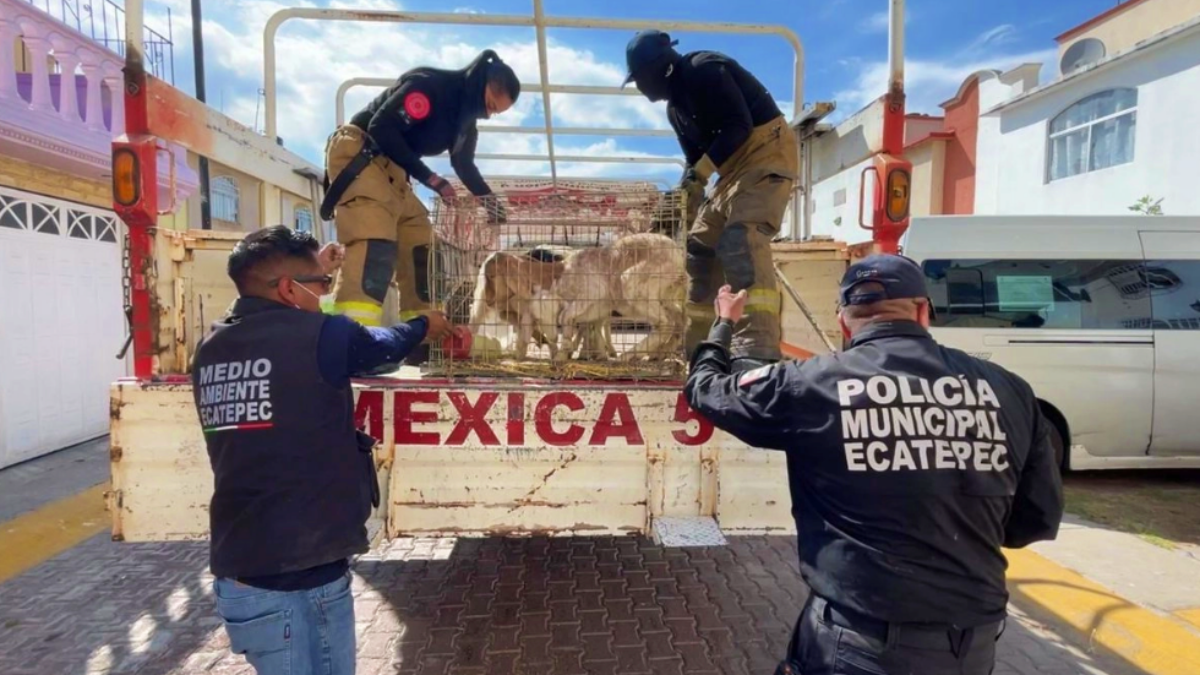 Más de 700 animales fueron rescatados en Ecatepec, mejorando sus condiciones de vida y bienestar.