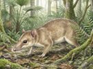 Un descubrimiento en Queensland proporciona información crucial sobre la evolución de los demonios de Tasmania.