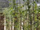 Descubre cómo el huerto frutal de Simeprode transforma la alimentación en la comunidad con cultivos frescos y saludables.