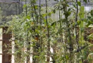 Descubre cómo el huerto frutal de Simeprode transforma la alimentación en la comunidad con cultivos frescos y saludables.
