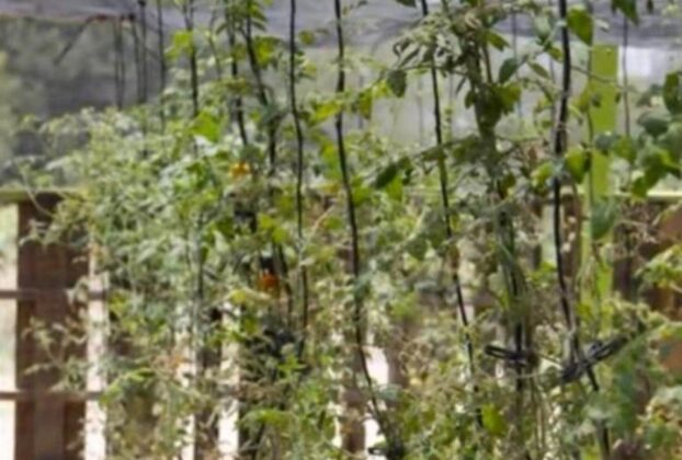 Descubre cómo el huerto frutal de Simeprode transforma la alimentación en la comunidad con cultivos frescos y saludables.