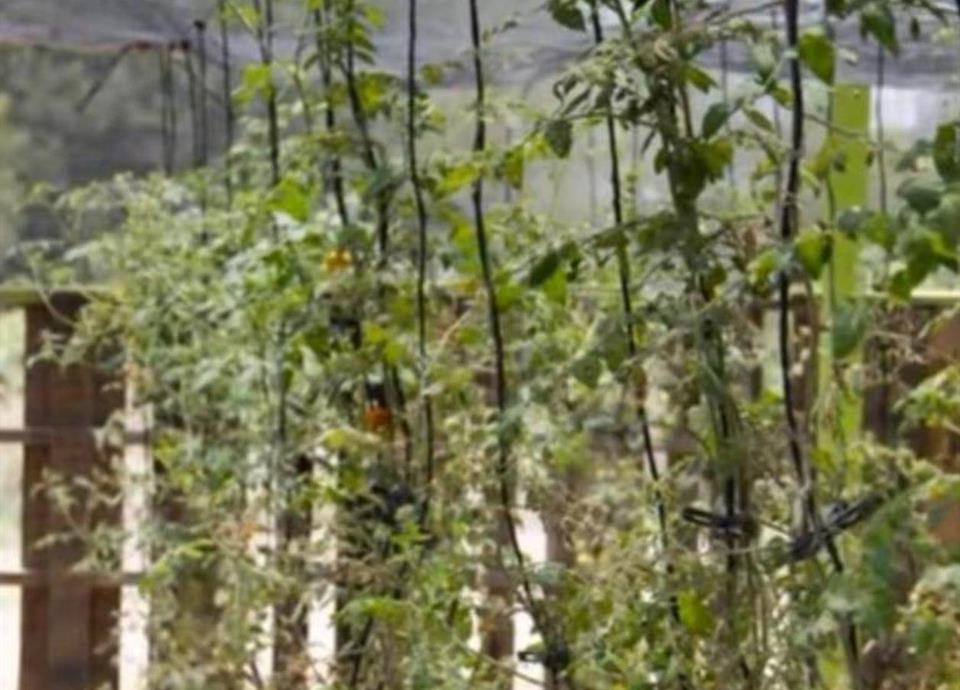 Descubre cómo el huerto frutal de Simeprode transforma la alimentación en la comunidad con cultivos frescos y saludables.